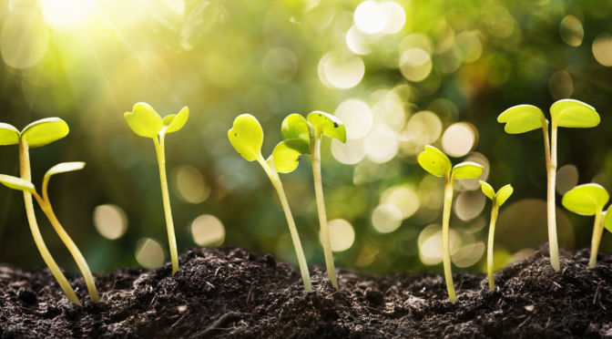 Payments with Seed on Livetree