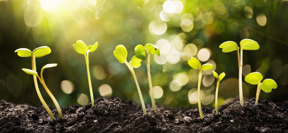 Growing Seeds on Natural Sunny Background