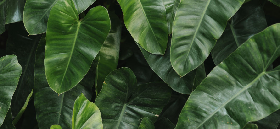 Tropical green leaves background