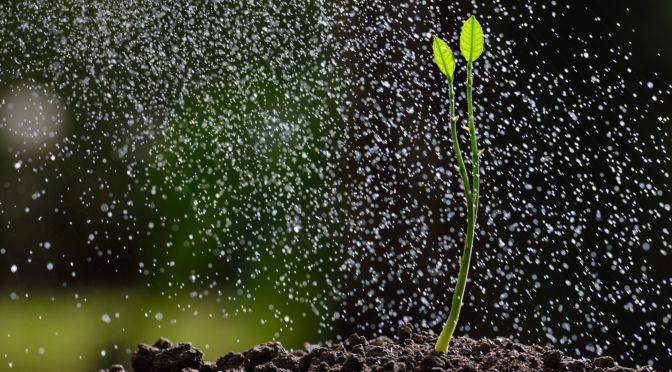 The Future of Seed Tokens with Moonbeam