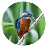 Natural World Facts