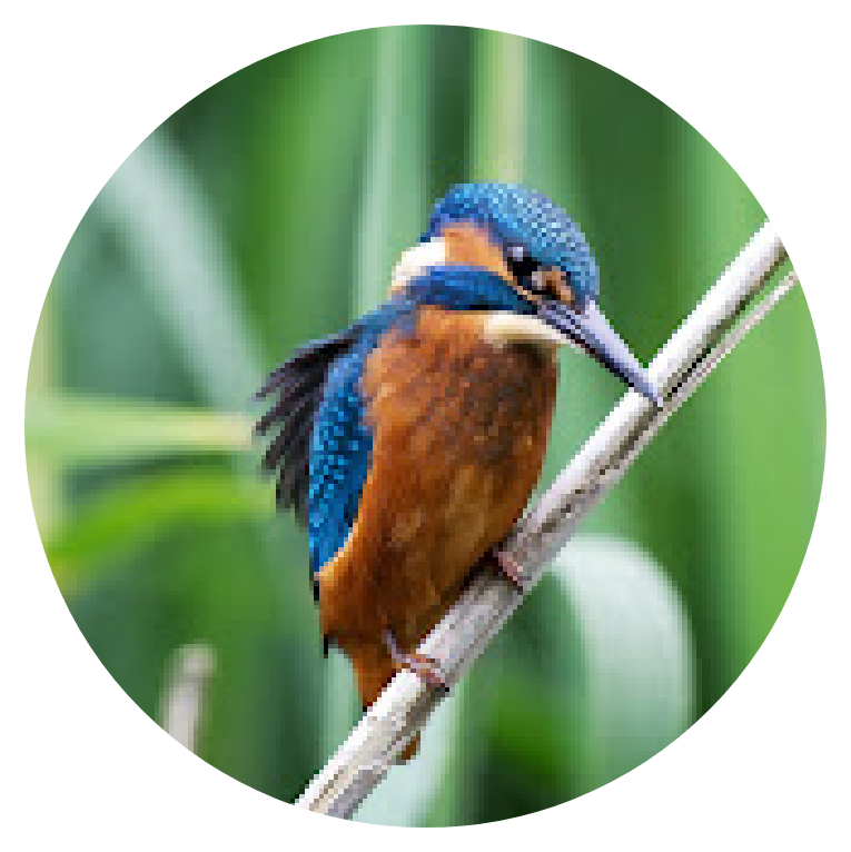 Natural World Facts